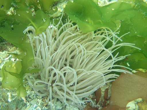 Anemonia viridis