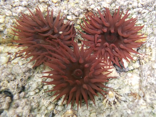 Actinies rouges