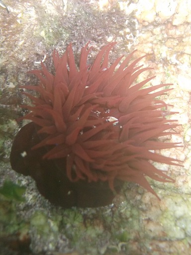 Actinie rouge
