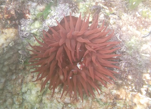 Actinie rouge
