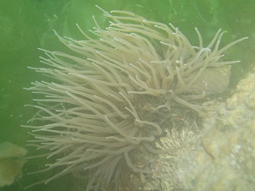 Anemonia viridis