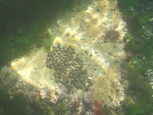 Bigorneaux