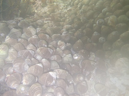 Bigorneaux