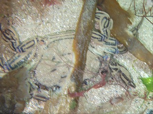 Etrille - Necora puber (Portunidae)