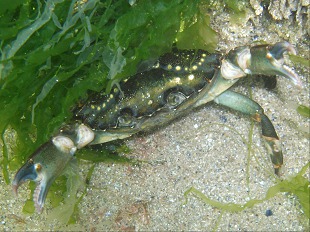 Crabe