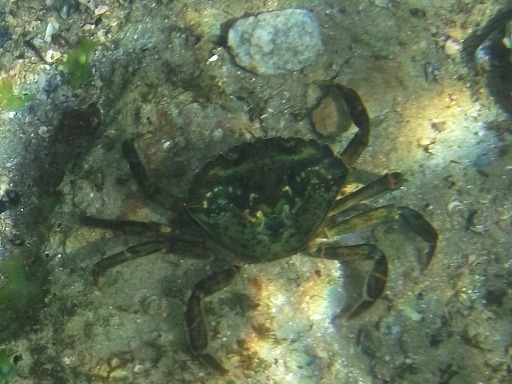 Crabe