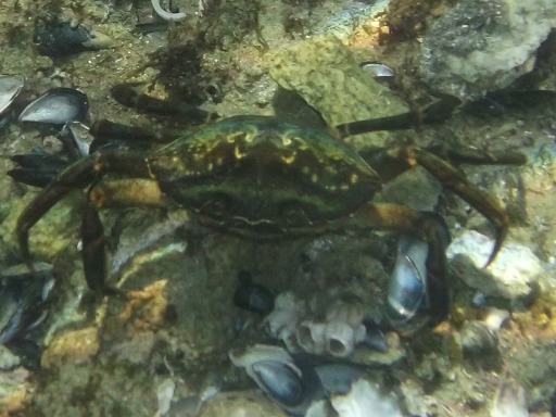 Crabe enragé (Portunidae)