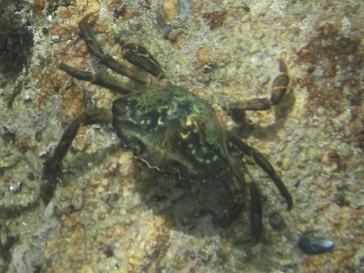 Crabe enragé (Portunidae)