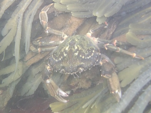 Carcinus maenas (Portunidae)