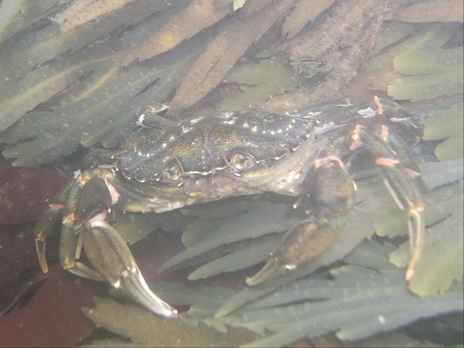 Crabe vert - Carcinus maenas