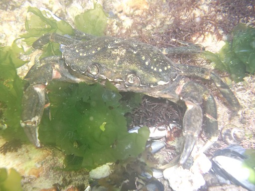 Crabe enragé