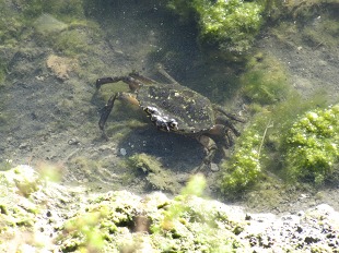 Crabe vert