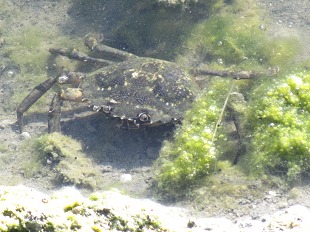 Crabe enragé