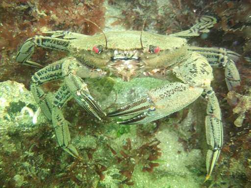 Étrille (Portunidae)