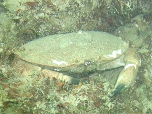 Crabe