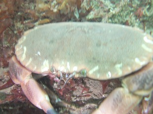 Cancer pagurus (Cancridae)