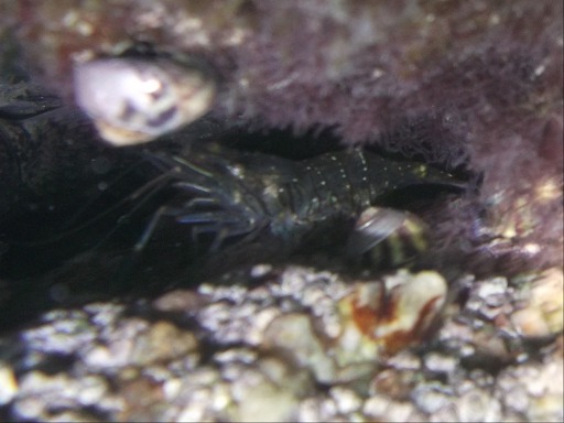 Crevette grise