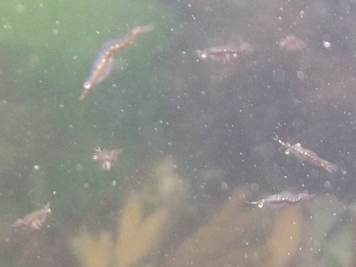 Crevettes grises