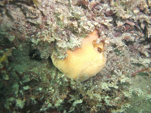 Eponge: Suberite ficus (Suberitidae)