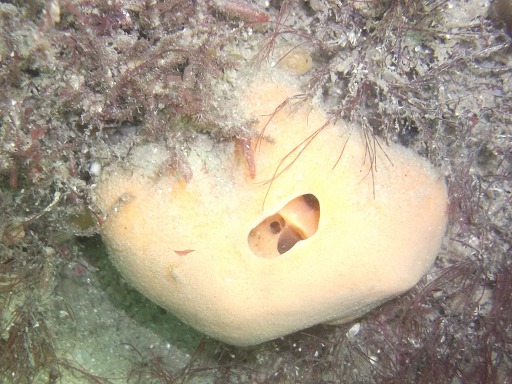 Spongiaire: Subérite figue