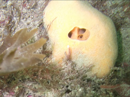 Eponge: Suberite (Suberitidae)