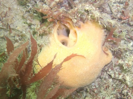 Eponge: Suberite ficus (Suberitidae)