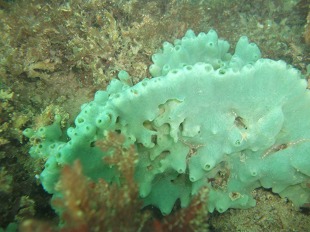 éponge Halicondriidae