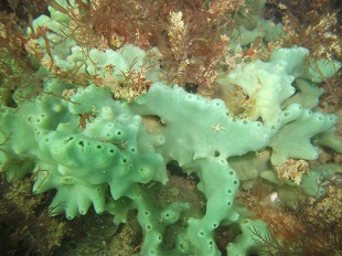 Eponge de mer
