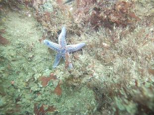 Etoile de mer