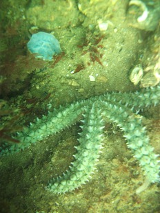 Etoile de mer verte