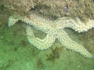 Etoile de mer blanche