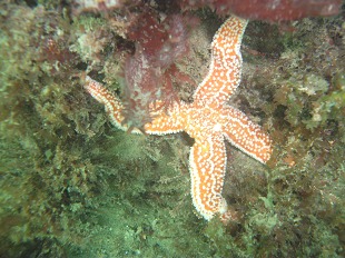 Etoile de mer rose