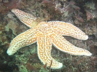 Etoile de mer rose