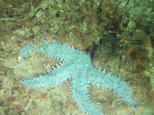 Etoile de mer bleue