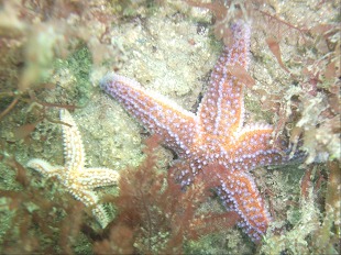 Etoiles de mer
