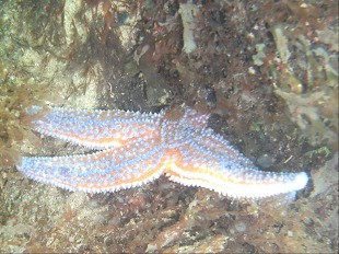 Etoile de mer