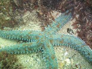 Etoile de mer bleue