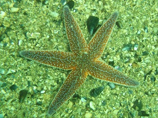 Etoile de cuir boréale - Henricia Sanguinolenta (Echinasteridae)