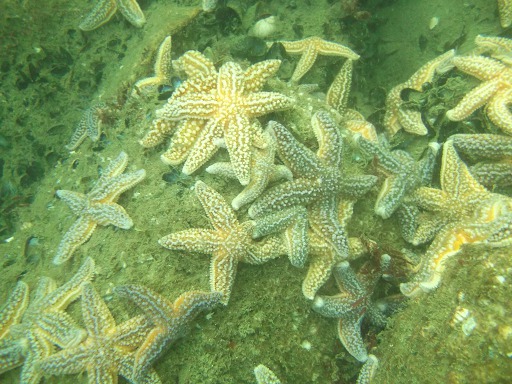 Tapis d'étoiles de mer !!!