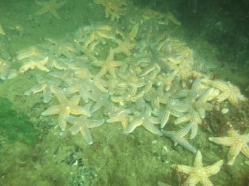Tapis d'étoiles de mer !!!