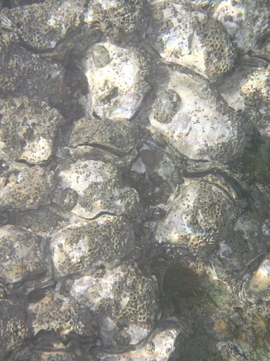 Huitres