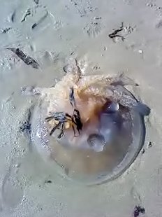 Rhizostoma Octopus (Rhizostomeae)