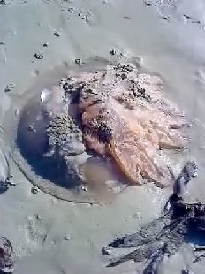 méduse échouée sur le sable