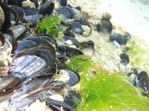 Moules sauvages