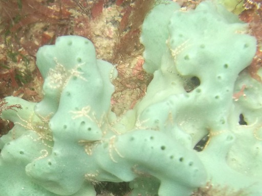 Petites étoiles de mer
