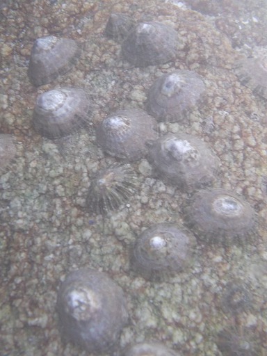 Patelles