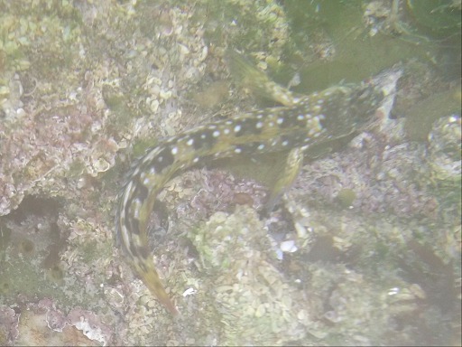 Parablennius rouxi (Cocco)