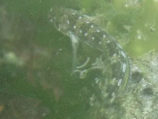 Parablennius rouxi (Cocco)