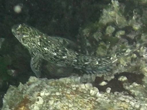 Parablennius rouxi (Cocco)