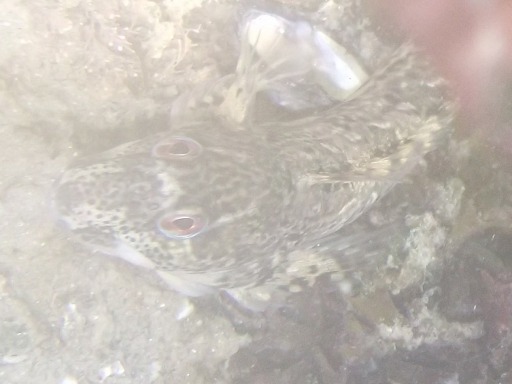 Blennie (Blenniidae)